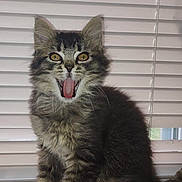 Monkey Cheese is registered to the contest to win money with this photo: kitten, cat, tabby, fluffy, wooden_box, tongue_out, mouth_open, pet, indoor, window_blinds, fur, whiskers, ears, yellow_eyes, sitting, cute, animal, young, feline, domestic_pet