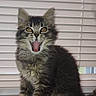 kitten, cat, tabby, fluffy, wooden_box, tongue_out, mouth_open, pet, indoor, window_blinds, fur, whiskers, ears, yellow_eyes, sitting, cute, animal, young, feline, domestic_pet