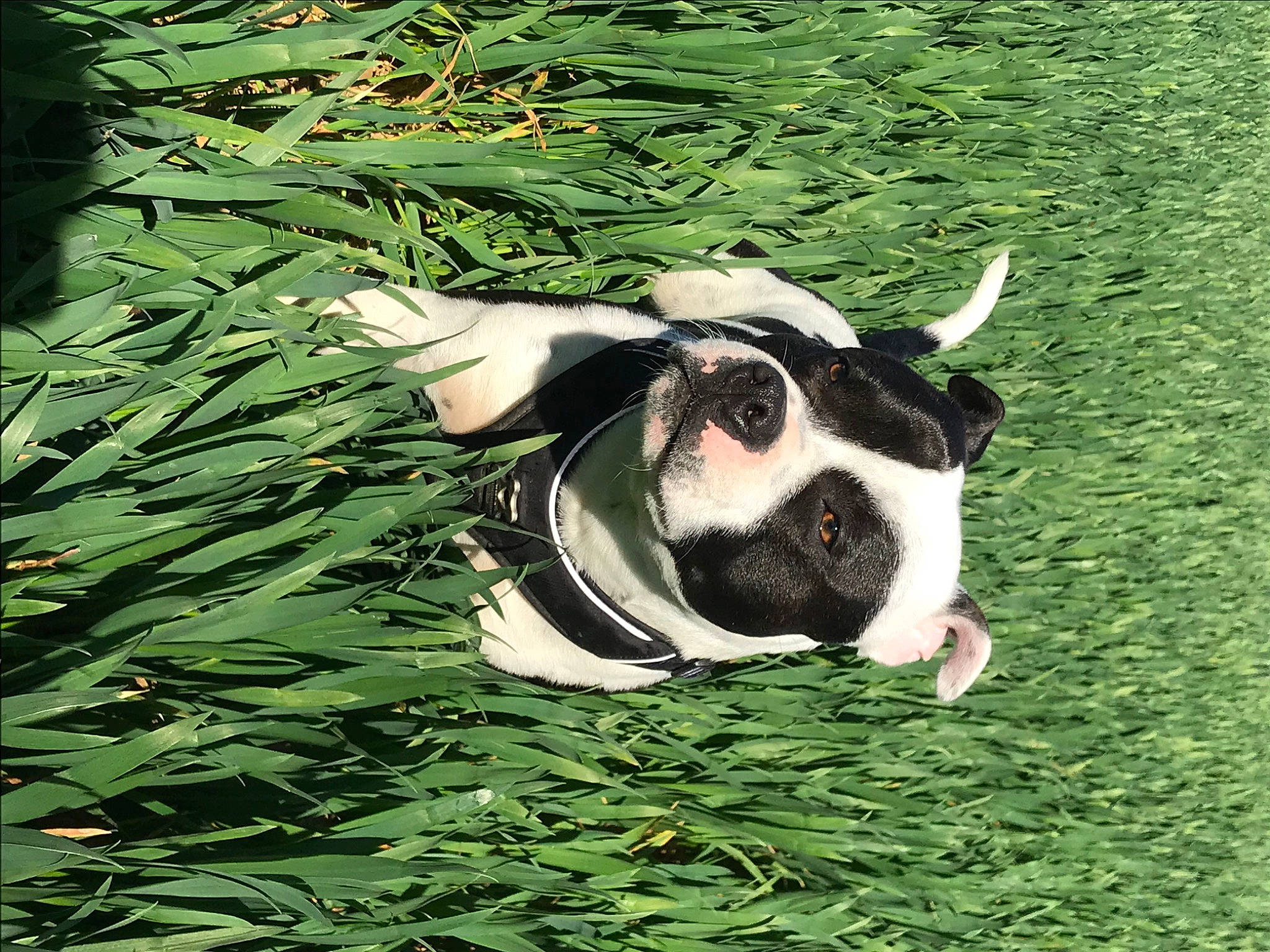 Pogo a rejoint le concours — aidez-le/la à gagner de superbes lots ! australian_bulldog, boston_terrier, canidae, carnivore, dog, dog_breed, fawn, grass, green, non_sporting_group, plant, snout, sporting_group