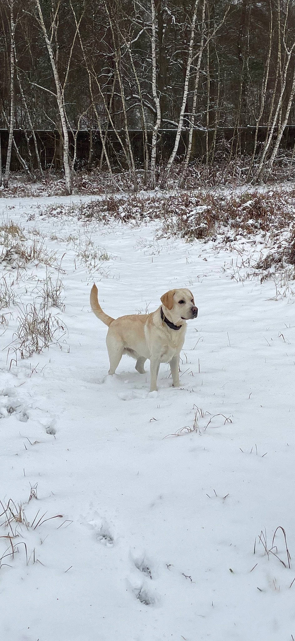 Polto a rejoint le concours — aidez-le/la à gagner de superbes lots ! canidae, carnivore, collar, companion_dog, dog, dog_breed, dog_collar, dog_supply, fawn, freezing, gun_dog, mammal, pet_supply, plant, snow, sporting_group, tail, tree, vertebrate, winter