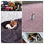 animal, art, beagle, bulldog, canine, cat, cockerspaniel, collage, dog, homedecor, hound, leash, lesserpanda, linen, person, pet, puppy, sleeping