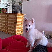 Vanille a rejoint le concours — aidez-le/la à gagner de superbes lots ! dog, white_dog, blue_eyes, indoor, couch, red_couch, wooden_counter, birdcage, bird, plant, person_leg, pet, fluffy, playful, living_room, home_interior, furniture, animal, companion, cute