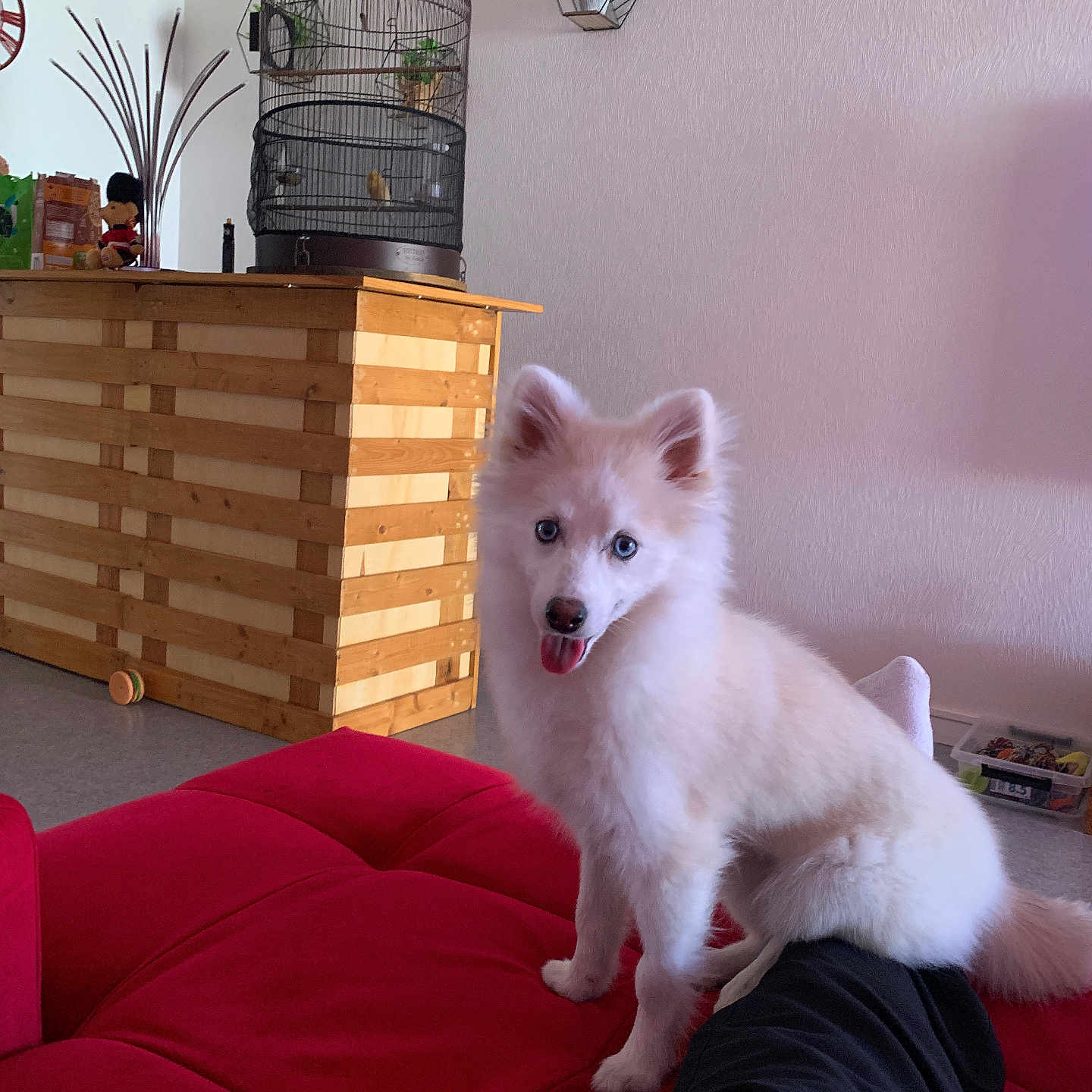 Vanille a rejoint le concours — aidez-le/la à gagner de superbes lots ! animal, bird, birdcage, blue_eyes, companion, couch, cute, dog, fluffy, furniture, home_interior, indoor, living_room, person_leg, pet, plant, playful, red_couch, white_dog, wooden_counter