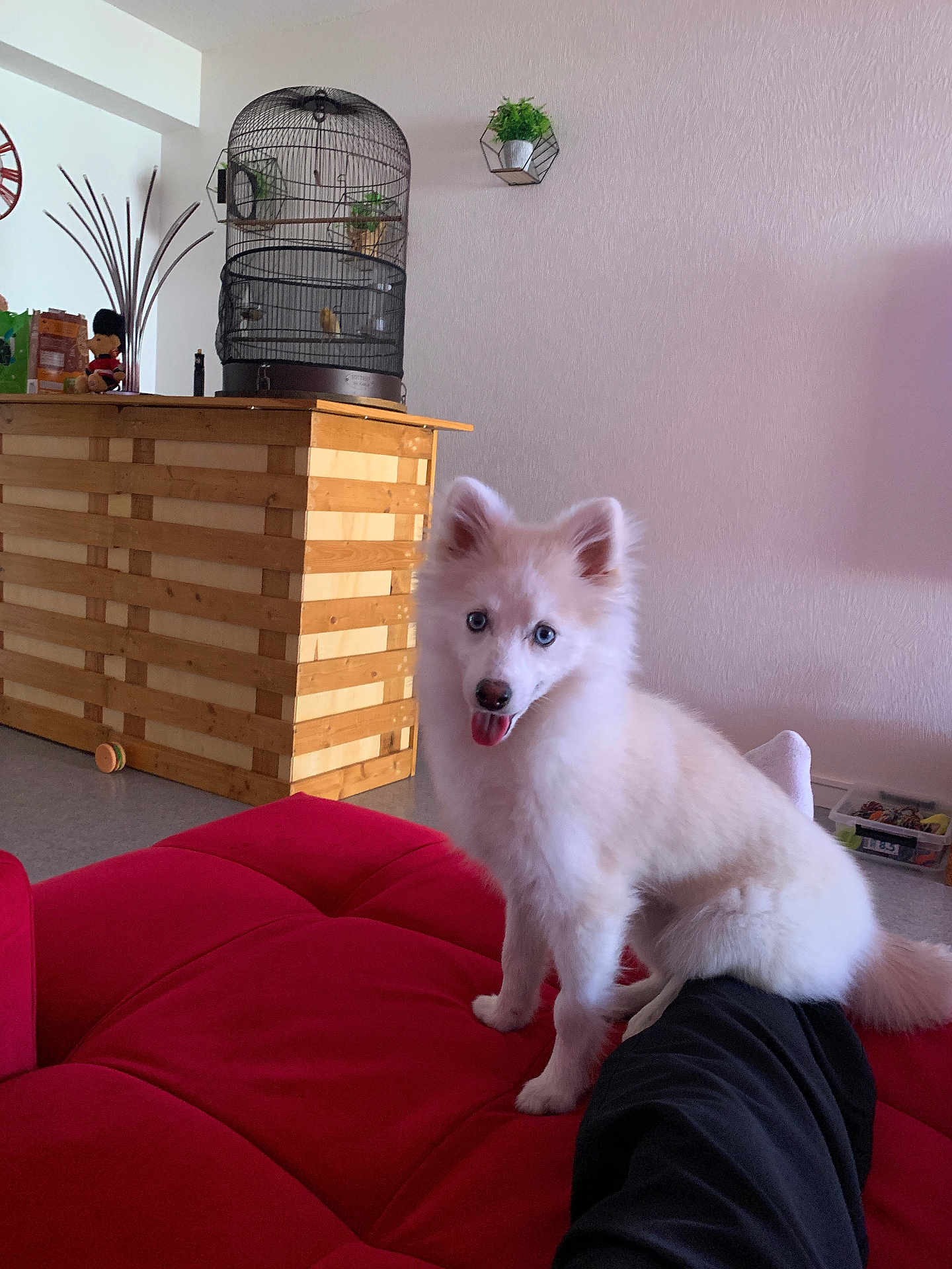 Vanille a rejoint le concours — aidez-le/la à gagner de superbes lots ! dog, white_dog, blue_eyes, indoor, couch, red_couch, wooden_counter, birdcage, bird, plant, person_leg, pet, fluffy, playful, living_room, home_interior, furniture, animal, companion, cute