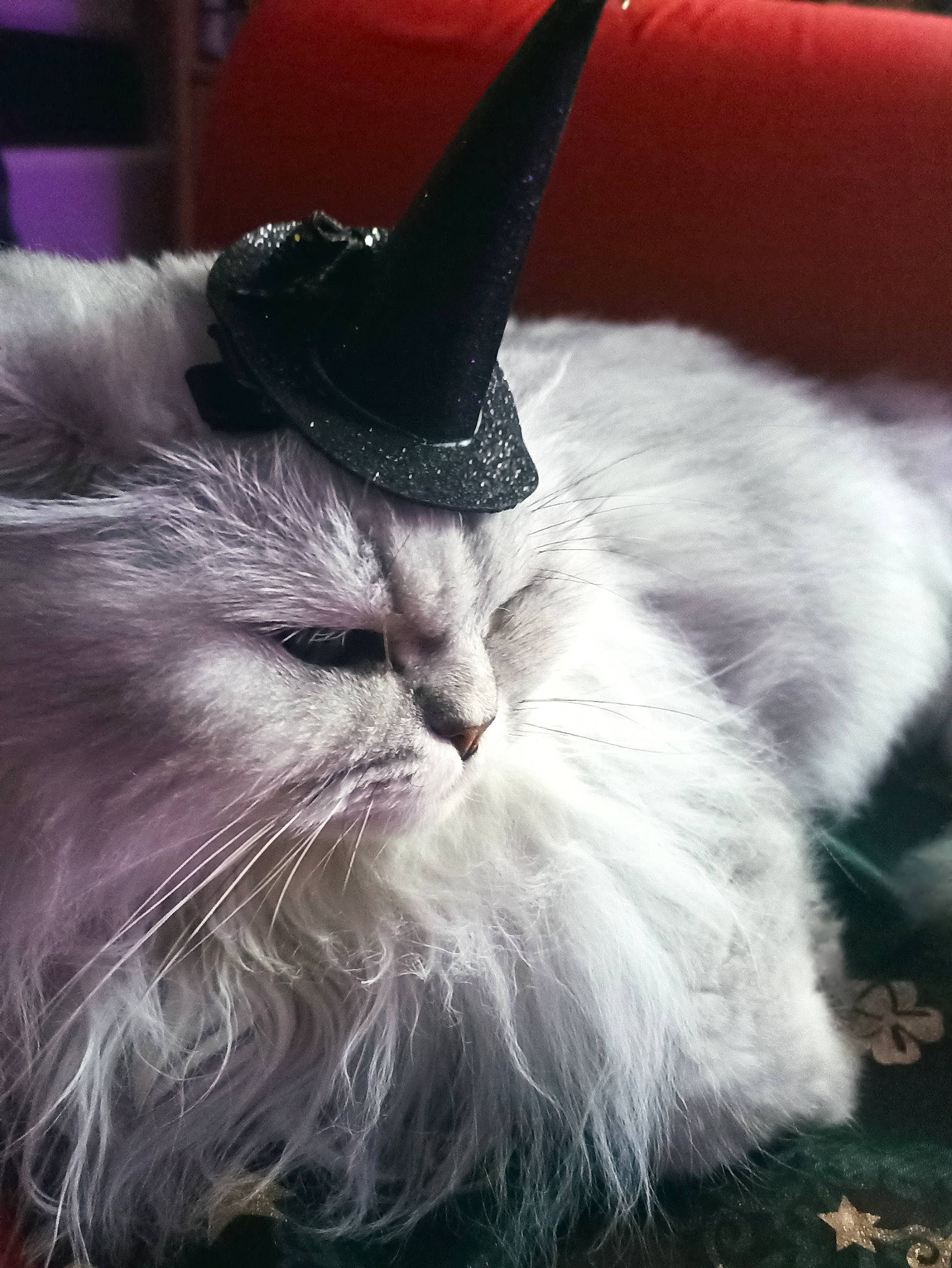 Maxwell participe au concours pour gagner de l'argent avec cette photo : carnivore, cat, comfort, felidae, fruit, fur, grass, paw, plant, small_to_medium_sized_cats, tail, whiskers, window