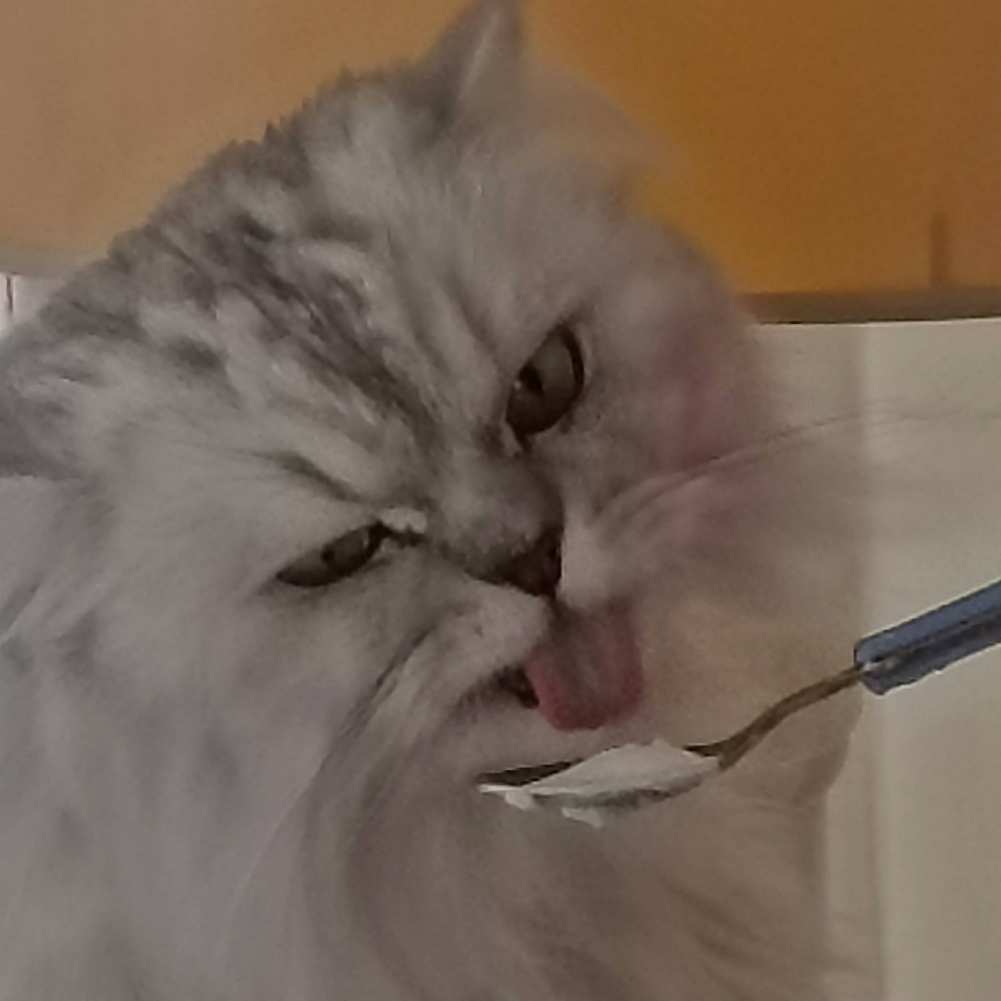 Maxwell a rejoint le concours — aidez-le/la à gagner de superbes lots ! british_longhair, carnivore, cat, comfort, domestic_short_haired_cat, ear, event, eye, eyelash, fang, felidae, fur, head, iris, moustache, paw, small_to_medium_sized_cats, snout, tail, whiskers