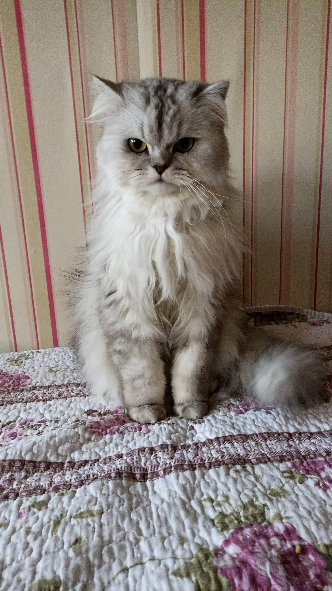 Maxwell a rejoint le concours — aidez-le/la à gagner de superbes lots ! british_longhair, carnivore, cat, comfort, fawn, felidae, fur, grey, pattern, paw, sitting, small_to_medium_sized_cats, tail, terrestrial_animal, textile, whiskers, window, wood, woven_fabric