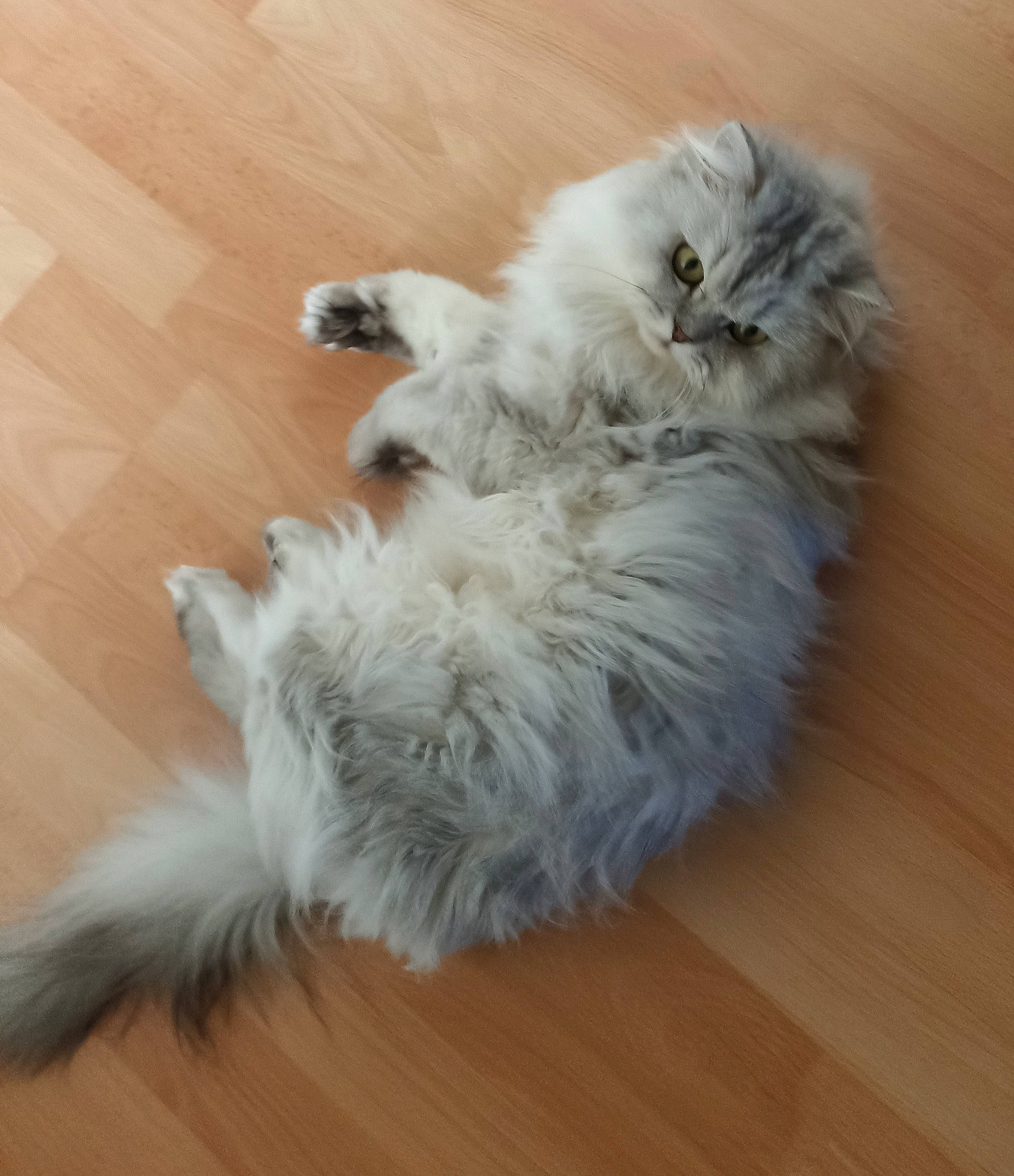 Maxwell participe au concours pour gagner de l'argent avec cette photo : british_longhair, canidae, carnivore, cat, companion_dog, dog_breed, fawn, felidae, flooring, fur, hardwood, laminate_flooring, paw, small_to_medium_sized_cats, snout, sporting_group, tail, whiskers, wood, wood_flooring