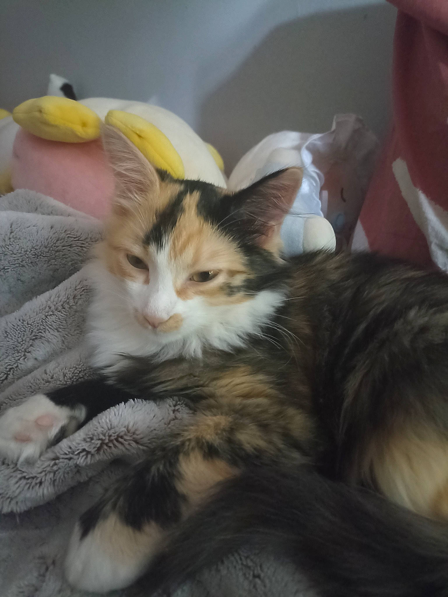 Maat-soony a rejoint le concours — aidez-le/la à gagner de superbes lots ! banana, carnivore, cat, claw, comfort, domestic_short_haired_cat, felidae, fur, nap, paw, small_to_medium_sized_cats, tail, tree, whiskers