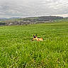 Maia is registered to the contest to win money with this photo: dog, german_shepherd, grass, field, countryside, nature, outdoor, landscape, relaxing, cloudy_sky, greenery, animal, pet, canine, peaceful, scenery, meadow, pasture, resting, rural