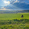 Maia joined the competition — help win amazing prizes! dog, grass, field, sky, clouds, sunlight, rays, nature, outdoor, landscape, greenery, hill, tree, pasture, peaceful, canine, sun, scenic, daylight, animal