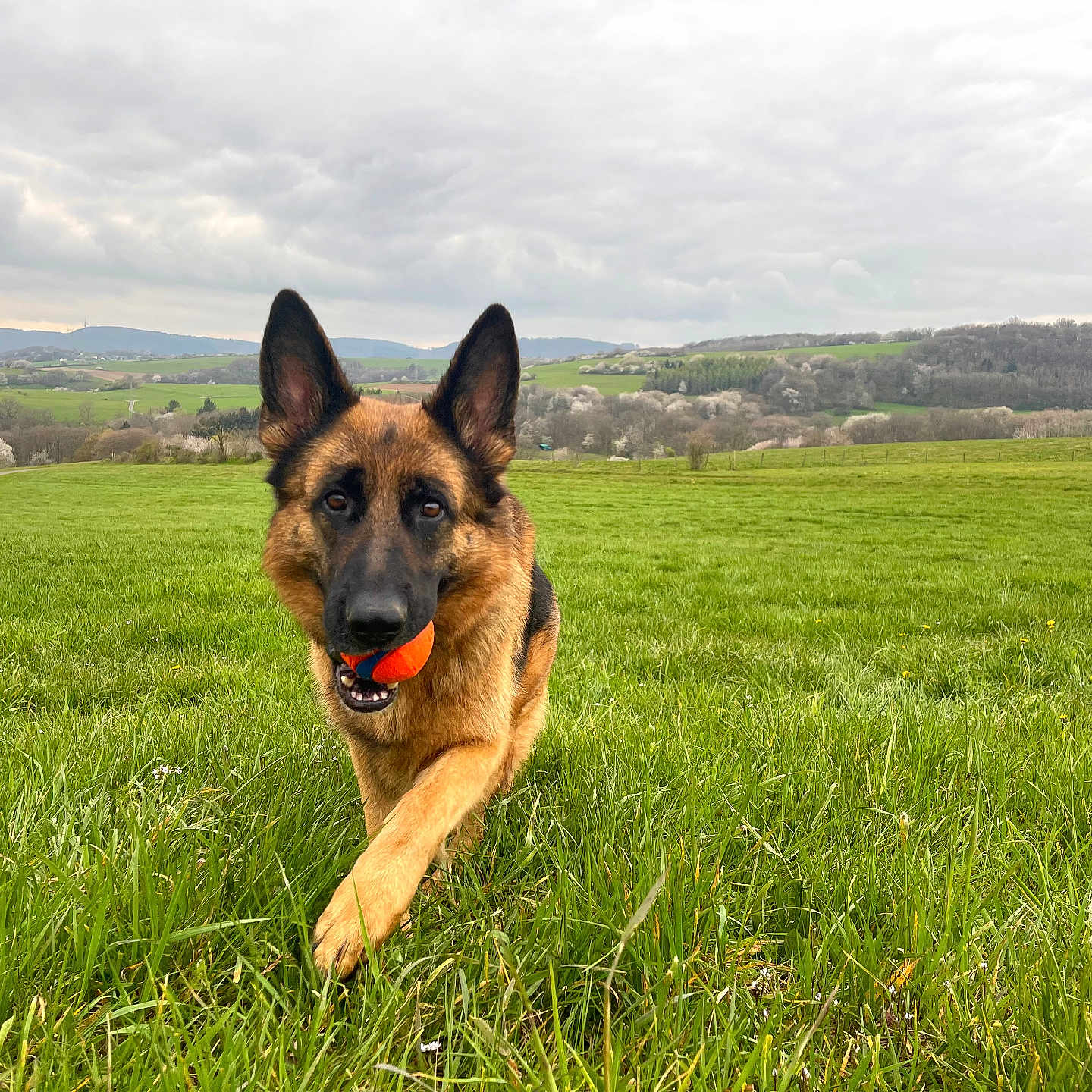 Maia is registered to the contest to win money with this photo: dog, german_shepherd, ball, grass, field, outdoor, pet, playing, nature, canine, animal, greenery, sky, cloudy, hills, running, happy, ears, mouth, fetch