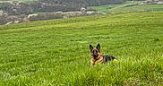 Maia joined the competition — help win amazing prizes! dog, german_shepherd, grass, field, countryside, nature, hill, tree, outdoor, animal, pet, greenery, relaxing, landscape, spring, blossom, peaceful, sky, canine, fence