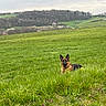 dog, german_shepherd, grass, field, countryside, nature, hill, tree, outdoor, animal, pet, greenery, relaxing, landscape, spring, blossom, peaceful, sky, canine, fence