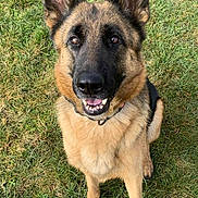 Maia joined the competition — help win amazing prizes! dog, german_shepherd, canine, pet, animal, grass, outdoor, sitting, ears, fur, smiling, collar, friendly, brown, black, tongue, happy, looking_up, nature, companion