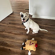 Apollo is registered to the contest to win money with this photo: dog, white_dog, black_patch, sitting, plush_toy, toy, wooden_floor, indoor, door, white_wall, pet, collar, flooring, playful, animal, canine, looking_up, domestic, cute, companion