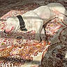animal, calm, collar, couch, cozy, dog, domestic, floor, home, indoor, morning, patterned_rug, pet, relaxing, resting, rug, shadow, sleeping, sunlight, white_dog