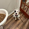 Apollo is registered to the contest to win money with this photo: dog, white_dog, black_patch, pet, indoor, wooden_floor, food_bowl, waiting, obedient, canine, door, flooring, animal, cute, looking_up, collar, tag, home, anticipation, brown_floor