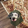 animal, black_spot, canine, coat, cute, dog, fabric, floor, green, household, indoor, living_room, looking_up, pattern, pet, raincoat, rug, visor, white_dog, wooden_floor