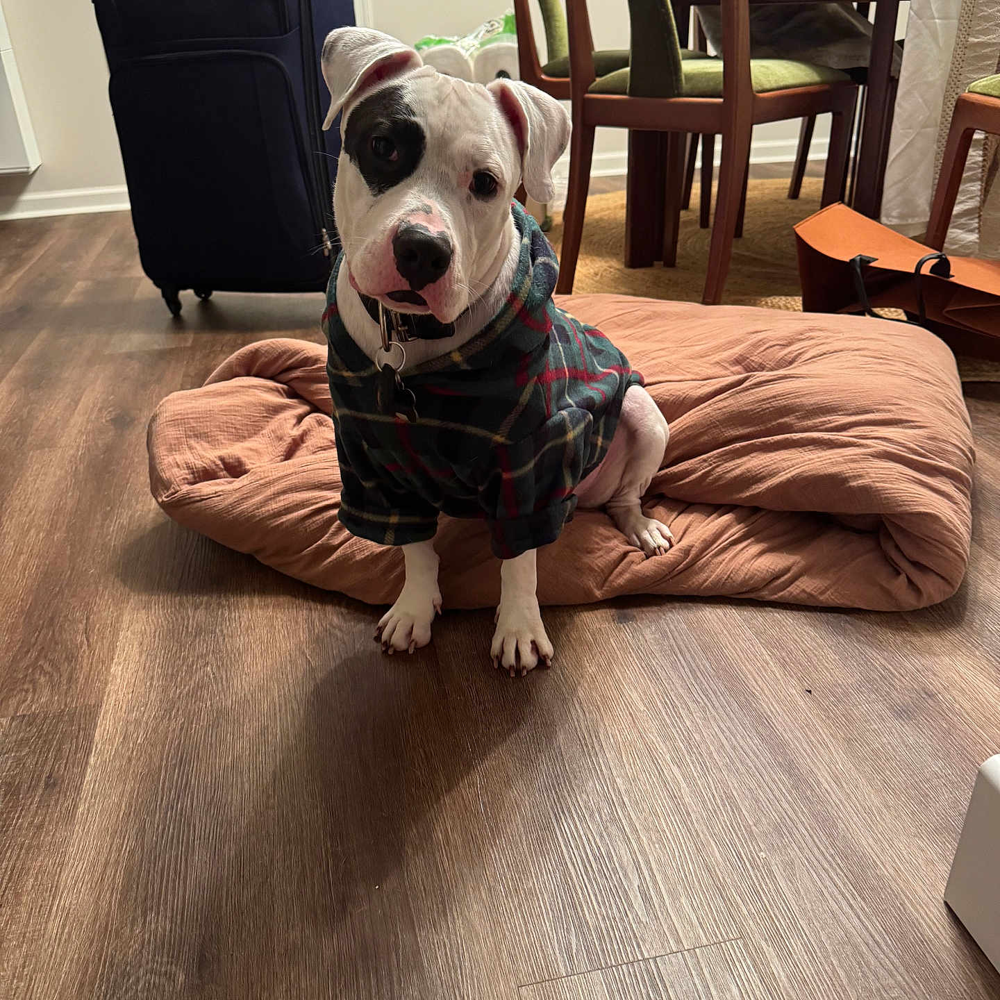 Apollo joined the competition — help win amazing prizes! dog, white_dog, black_patch, plaid_shirt, pet_clothing, dog_bed, cushion, wooden_floor, dining_table, chairs, suitcase, indoor, home, flooring, furniture, pet, cute, animal, portrait, cozy