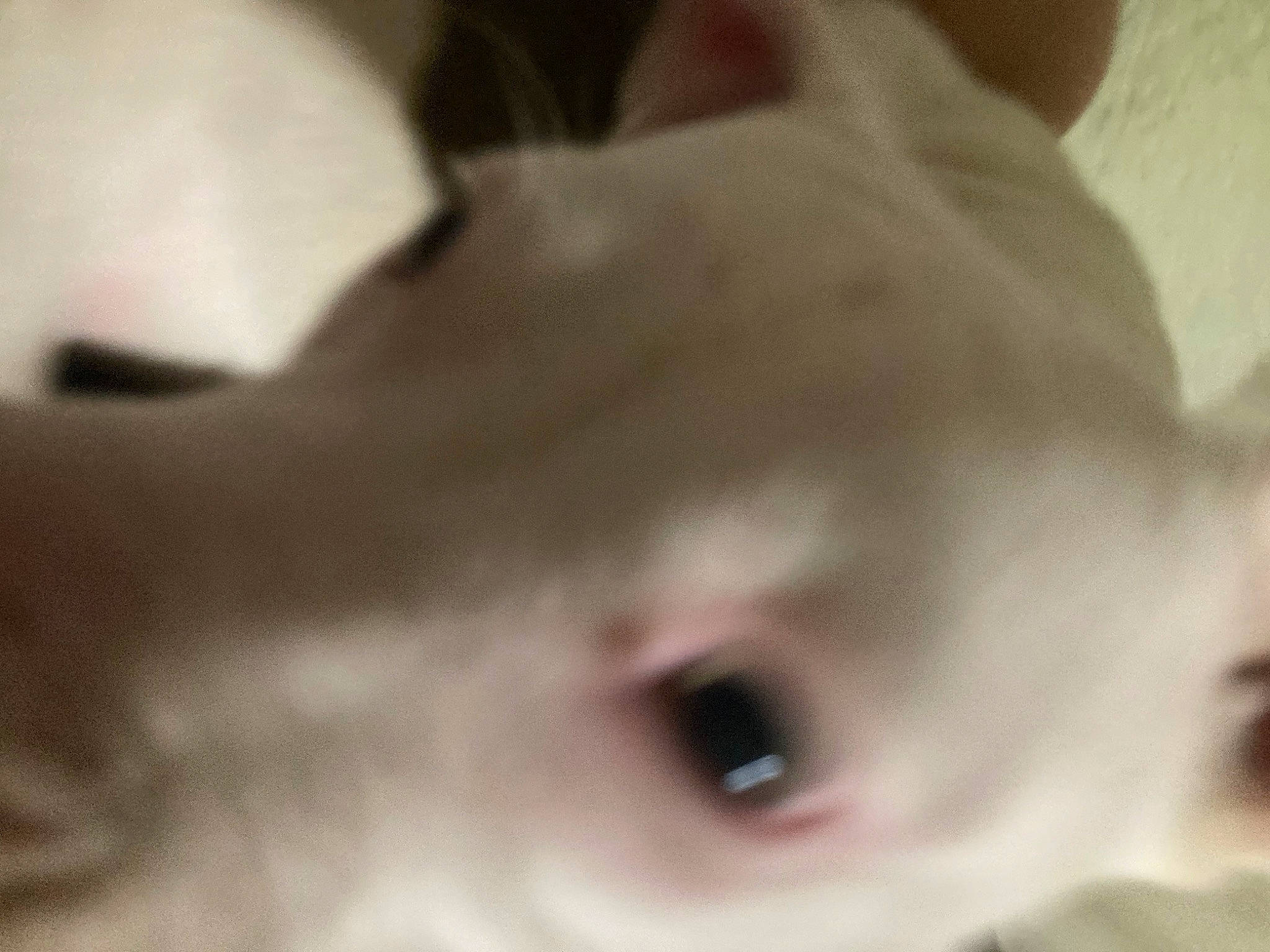 Ethel is registered to the contest to win money with this photo: carnivore, cat, chest, dog_breed, ear, eyelash, fawn, felidae, fur, jaw, monochrome_photography, small_to_medium_sized_cats, snout, terrestrial_animal, tree, whiskers, wood