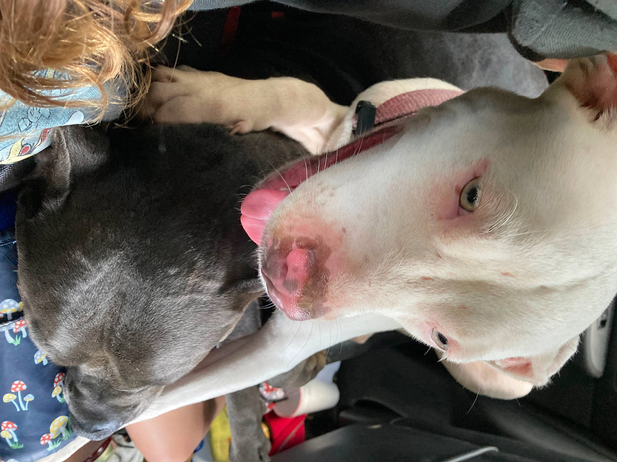 Ethel joined the competition — help win amazing prizes! canidae, carnivore, collar, companion_dog, dog, dog_breed, fawn, jaw, non_sporting_group, snout, sporting_group, terrestrial_animal, throat, working_animal