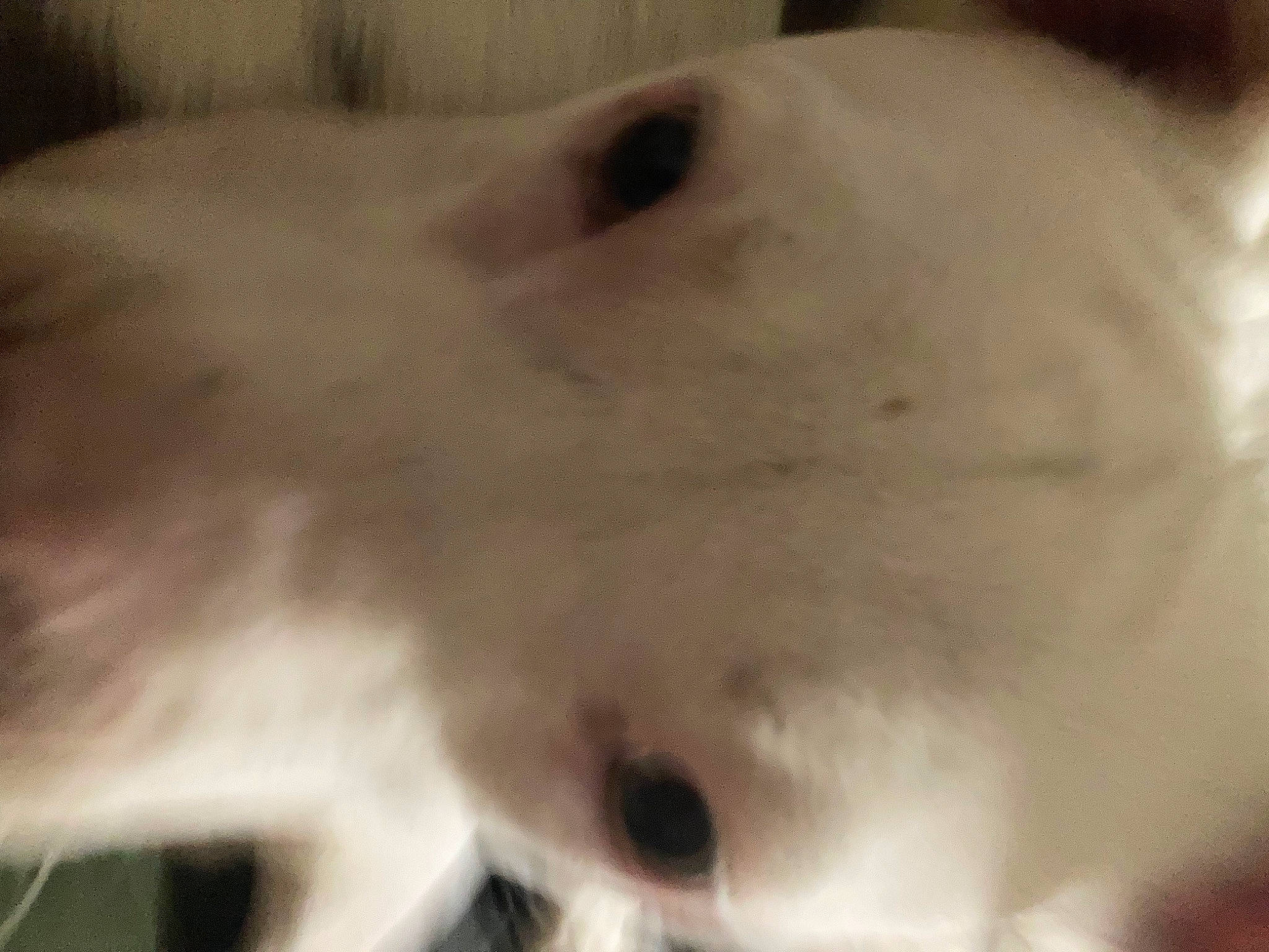 Ethel joined the competition — help win amazing prizes! canidae, carnivore, close_up, companion_dog, dog, dog_breed, fang, fawn, felidae, fur, jaw, mammal, small_to_medium_sized_cats, snout, sporting_group, terrestrial_animal, vertebrate, whiskers, wildlife, working_animal