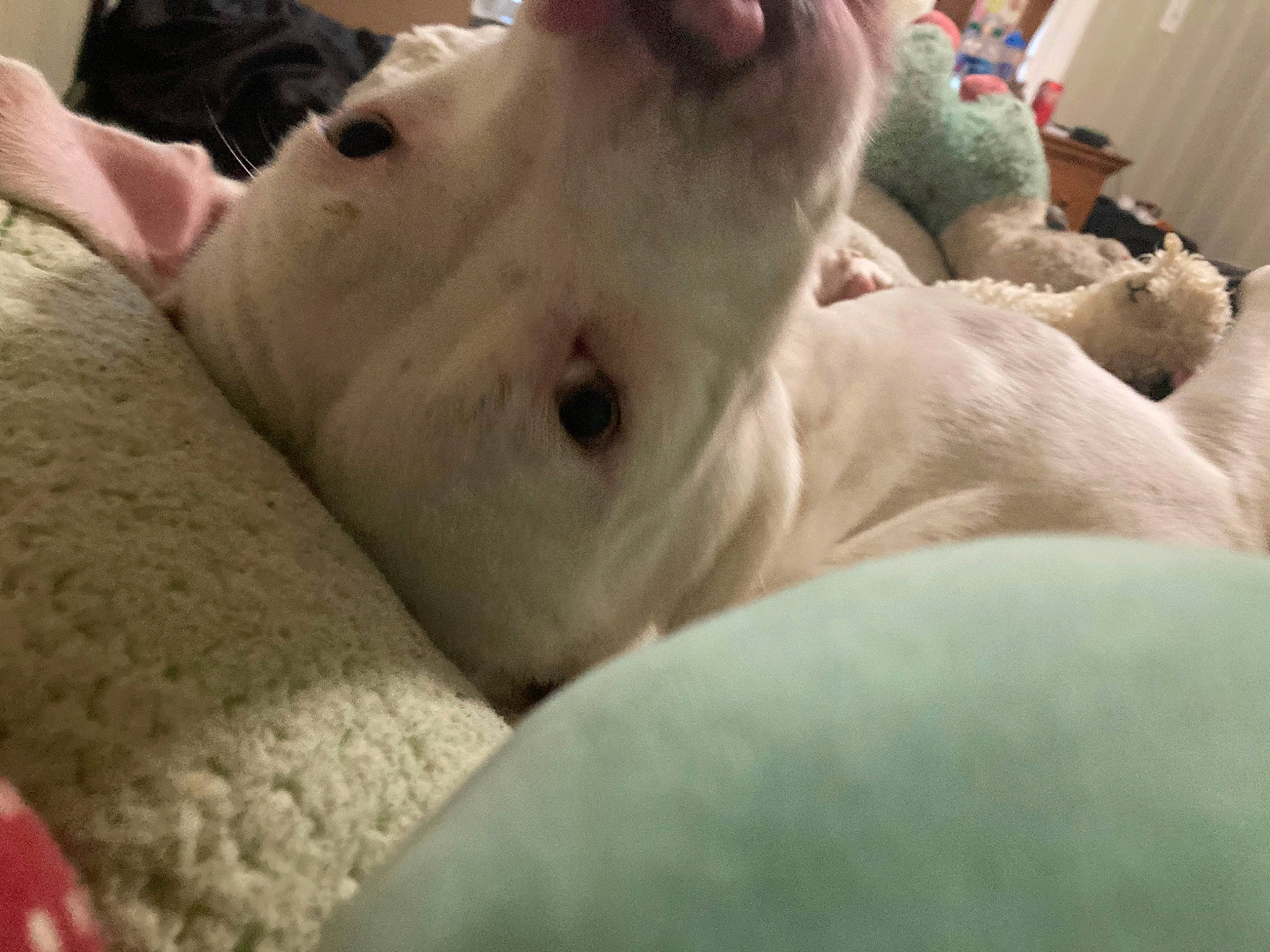 Ethel joined the competition — help win amazing prizes! canidae, carnivore, comfort, companion_dog, dog, dog_breed, dogo_argentino, fawn, fur, guard_dog, non_sporting_group, puppy, sporting_group, terrestrial_animal, whiskers, working_animal