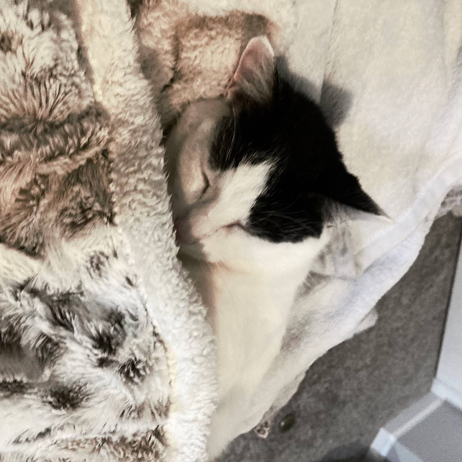 Pepe joined the competition — help win amazing prizes! canidae, carnivore, cat, claw, cloud, comfort, dog_breed, domestic_short_haired_cat, felidae, fur, grey, human_leg, linens, nap, paw, small_to_medium_sized_cats, sporting_group, tail, whiskers, wood