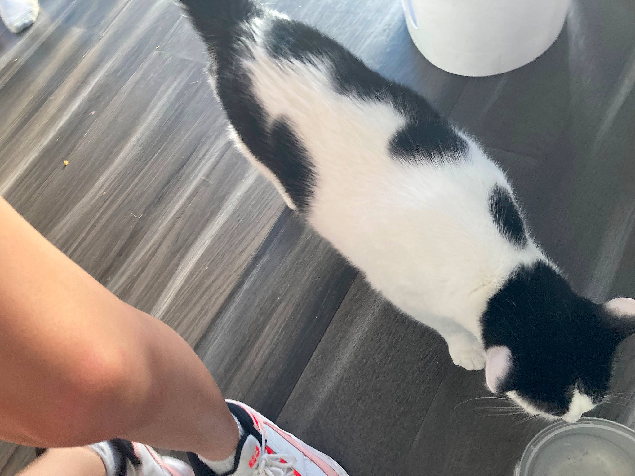 Pepe joined the competition — help win amazing prizes! canidae, carnivore, cat, comfort, companion_dog, dog_breed, domestic_short_haired_cat, elbow, felidae, fur, human_leg, paw, sleeve, small_to_medium_sized_cats, sporting_group, tail, thigh, tree, whiskers, white