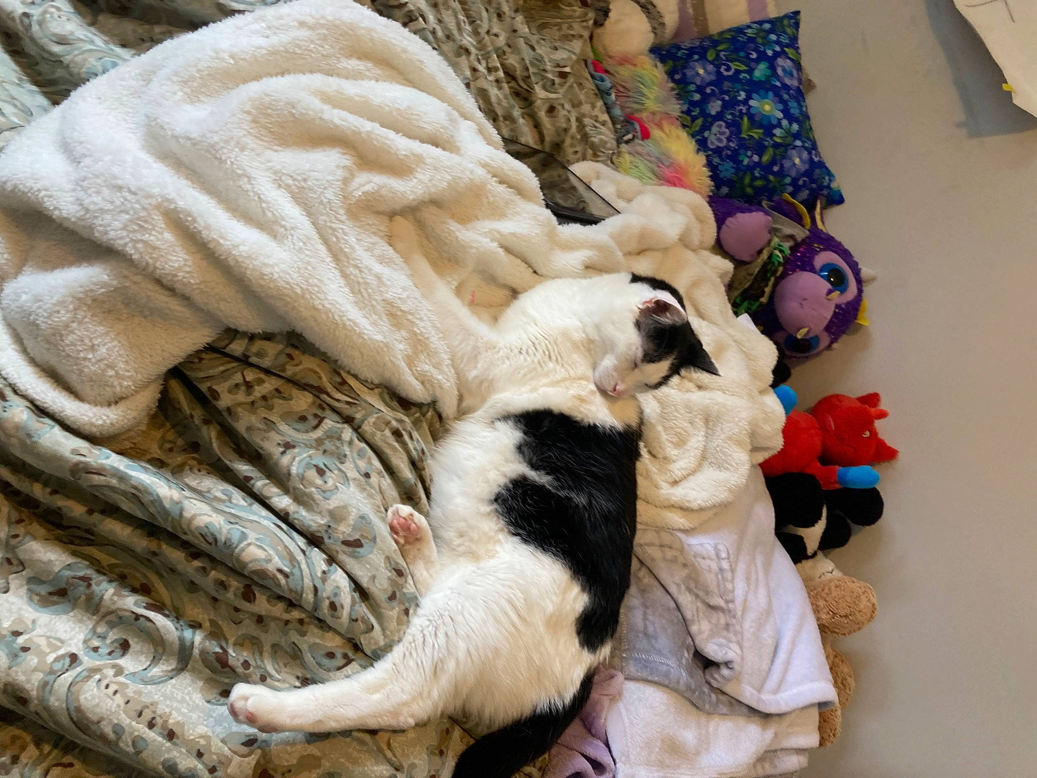 Pepe joined the competition — help win amazing prizes! canidae, carnivore, comfort, companion_dog, couch, dog, dog_breed, fawn, felidae, flooring, fur, linens, nap, room, small_to_medium_sized_cats, sporting_group, tail, terrestrial_animal, textile, whiskers