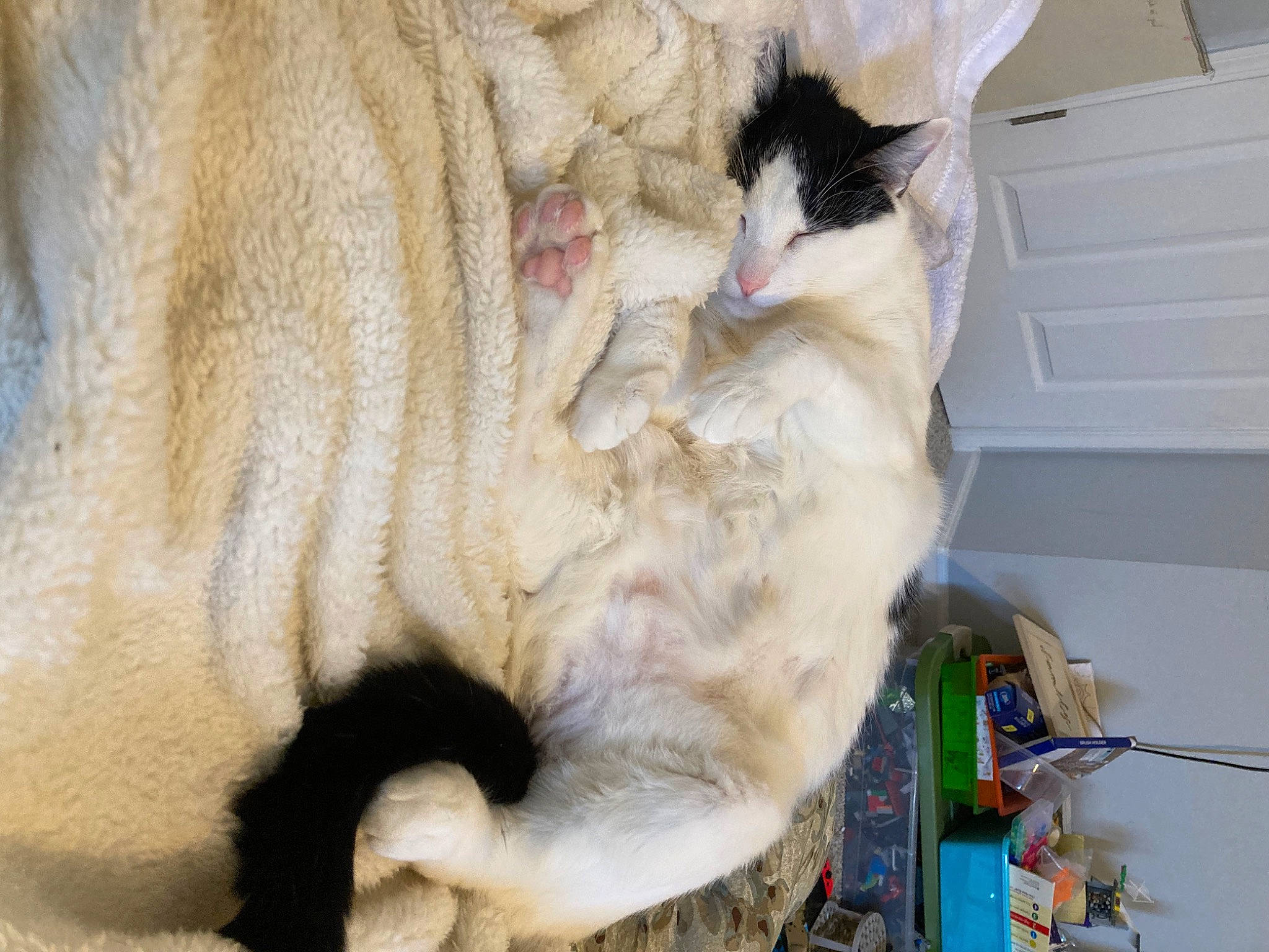 Pepe is registered to the contest to win money with this photo: animal_shelter, canidae, carnivore, cat, claw, collar, comfort, domestic_short_haired_cat, fawn, felidae, fur, nap, paw, pet_supply, small_to_medium_sized_cats, snout, sporting_group, tail, thai, whiskers