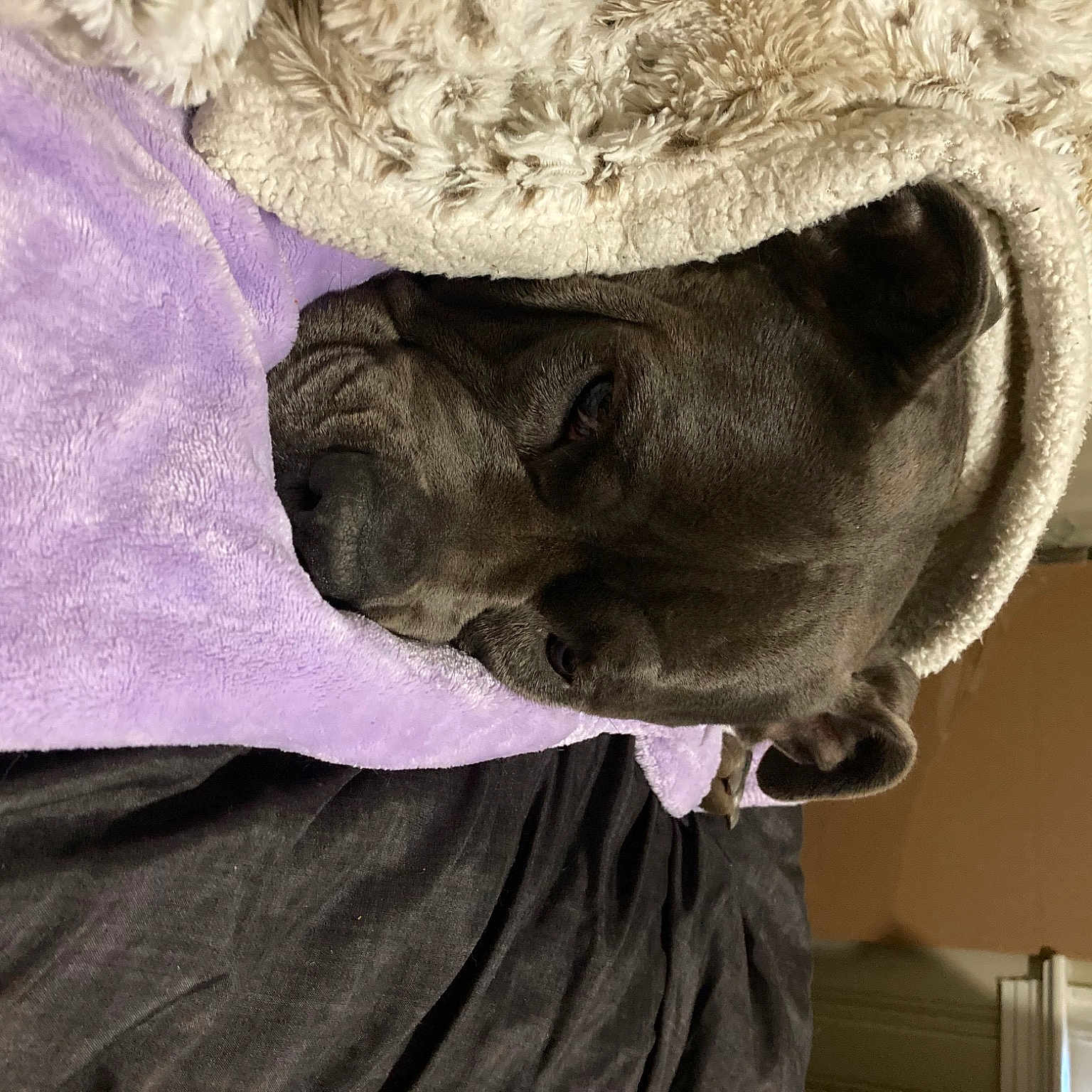 Lucy