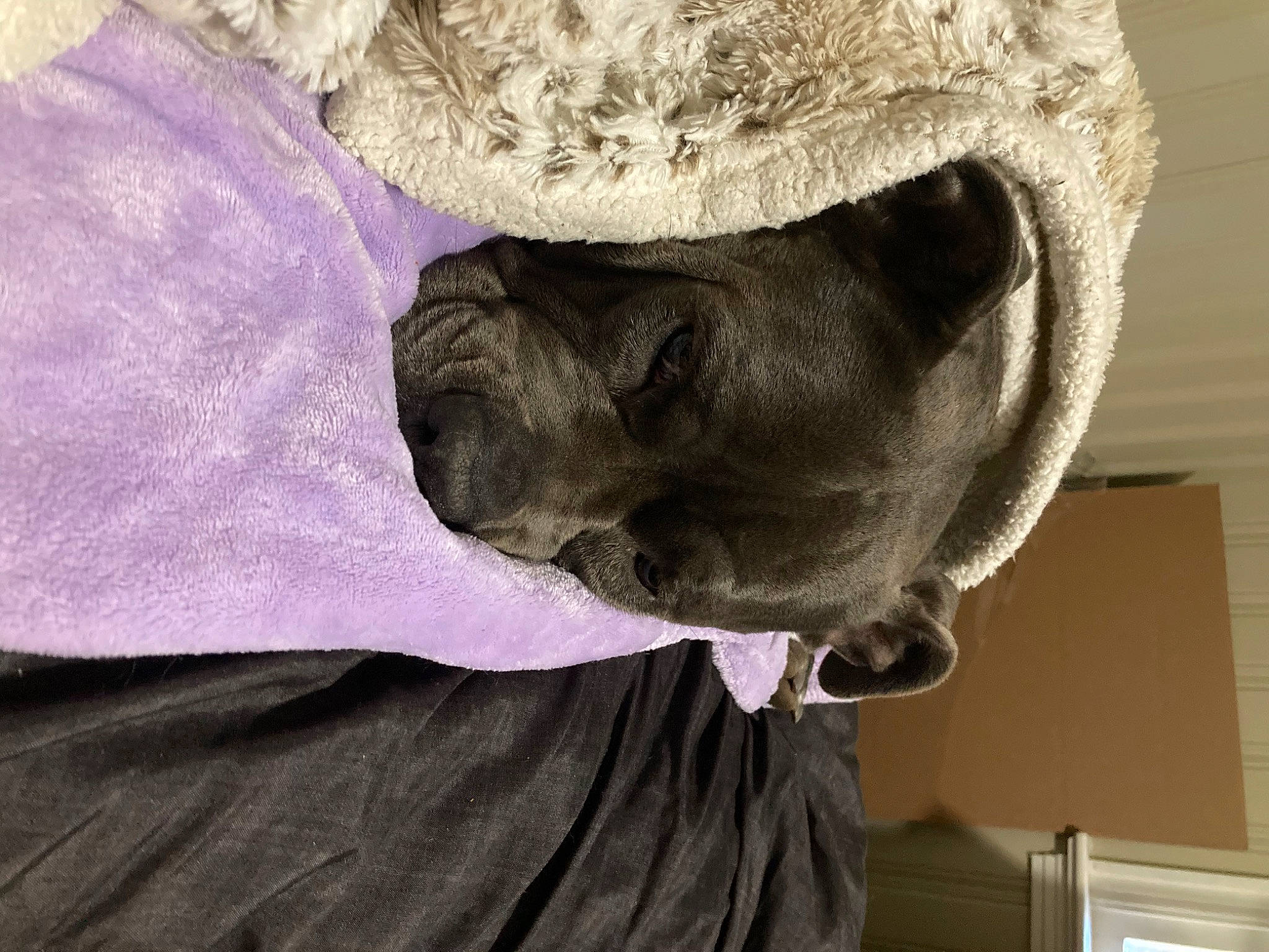 Lucy is registered to the contest to win money with this photo: canidae, carnivore, comfort, companion_dog, dog, dog_breed, fawn, felidae, fur, grey, linens, liver, mammal, small_to_medium_sized_cats, snout, sporting_group, terrestrial_animal, whiskers, working_animal, wrinkle