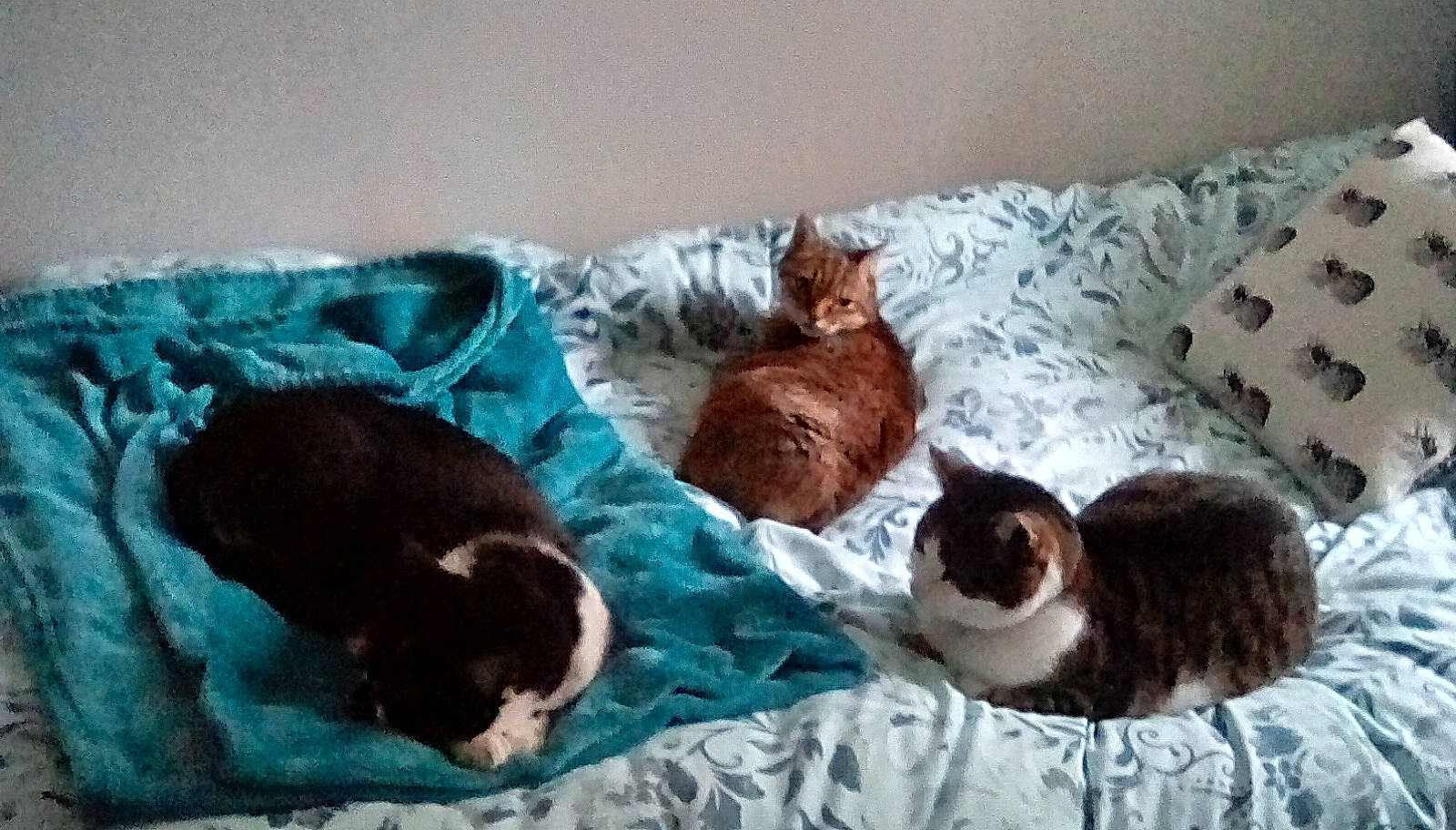 Family joined the competition — help win amazing prizes! carnivore, cat, crochet, felidae, fur, kitten, nap, sleep, small_to_medium_sized_cats, whiskers