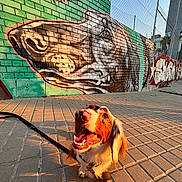 Thaï participe au concours pour gagner de l'argent avec cette photo : brick_wall, building, canine, city, colorful, dog, dog_collie, fence, graffiti, happy, leash, mural, outdoor, painting, shadow, sidewalk, smiling, street_art, sunlight, urban