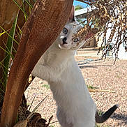 Pip joined the competition — help win amazing prizes! cat, white_cat, curious, outdoor, plant, tree, brown_stem, green_leaves, sunlight, blue_sky, backyard, gravel, pet, animal, nature, close_up, portrait, playful, young_cat, feline