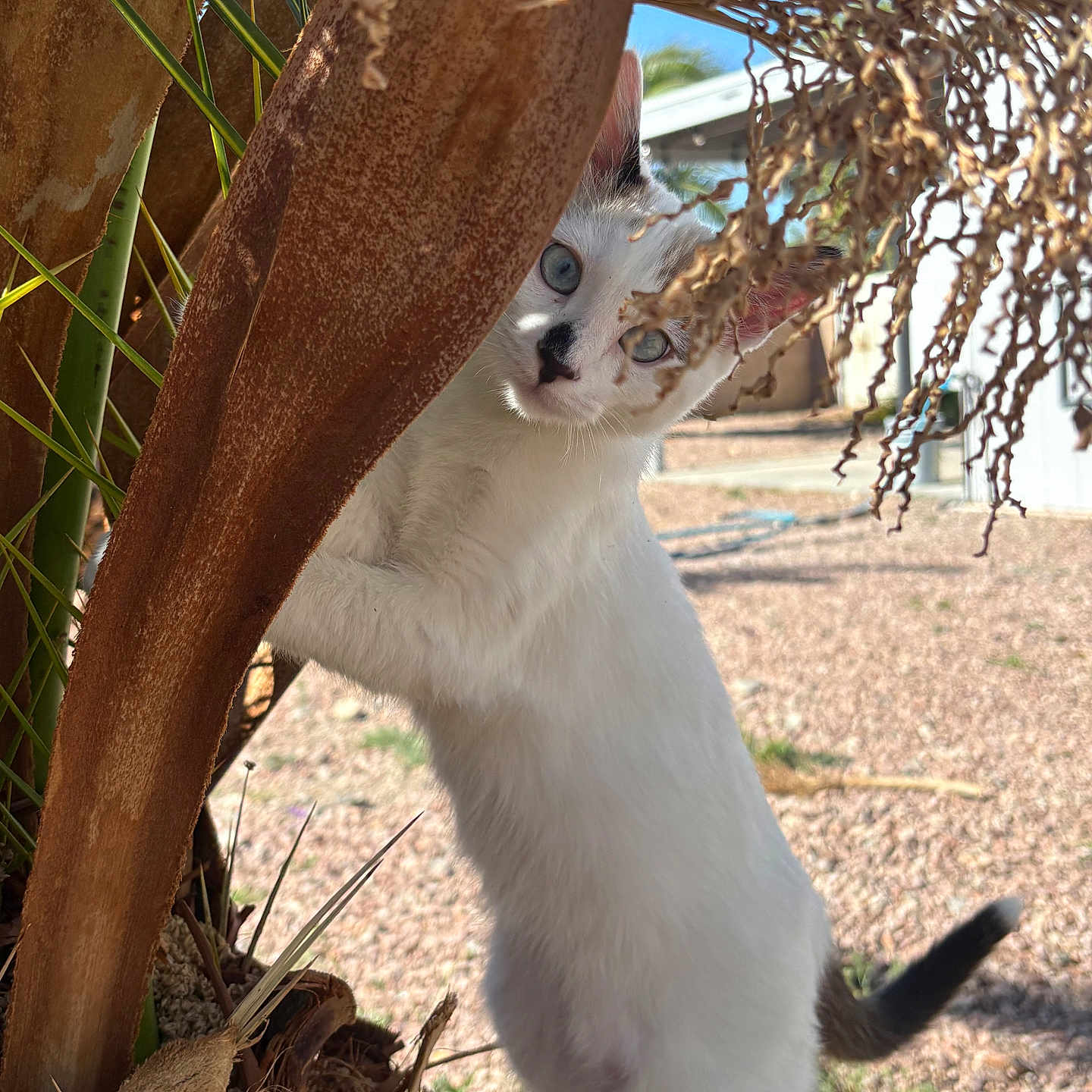 Pip joined the competition — help win amazing prizes! cat, white_cat, curious, outdoor, plant, tree, brown_stem, green_leaves, sunlight, blue_sky, backyard, gravel, pet, animal, nature, close_up, portrait, playful, young_cat, feline