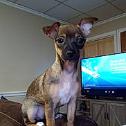 Nala is registered to the contest to win money with this photo: dog, puppy, brown_couch, living_room, television, wooden_cabinet, ceiling_tiles, beige_wall, ears, eyes, pet, indoor, furniture, small_dog, sitting, attention, home, cute, animal, companion