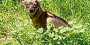 Nala joined the competition — help win amazing prizes! dog, small_dog, chihuahua, grass, outdoor, sunlight, animal, pet, nature, greenery, ears, fur, sitting, sunny, daytime, eyes, canine, ground, plants, shadows