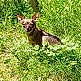 dog, small_dog, chihuahua, grass, outdoor, sunlight, animal, pet, nature, greenery, ears, fur, sitting, sunny, daytime, eyes, canine, ground, plants, shadows