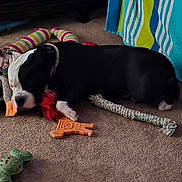 Winnie is registered to the contest to win money with this photo: puppy, dog, black_and_white, sleeping, carpet, indoor, pet, animal, chew_toys, rope_toy, bone_toy, striped_toy, red_toy, orange_toy, resting, lying_down, cute, home, furniture, colorful