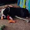 puppy, dog, black_and_white, sleeping, carpet, indoor, pet, animal, chew_toys, rope_toy, bone_toy, striped_toy, red_toy, orange_toy, resting, lying_down, cute, home, furniture, colorful