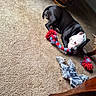 Winnie is registered to the contest to win money with this photo: dog, pet, black_and_white, lying_down, carpet, indoor, living_room, rope_toy, chew_toy, playful, relaxed, upside_down, white_face, black_fur, animal, furniture, wood, home, portrait, photography