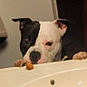 Winnie is registered to the contest to win money with this photo: dog, puppy, black_and_white, white_fur, black_fur, floppy_ears, brown_eyes, nose, paws, animal, pet, bathroom, sink, countertop, faucet, indoor, portrait, close_up, treat, funny
