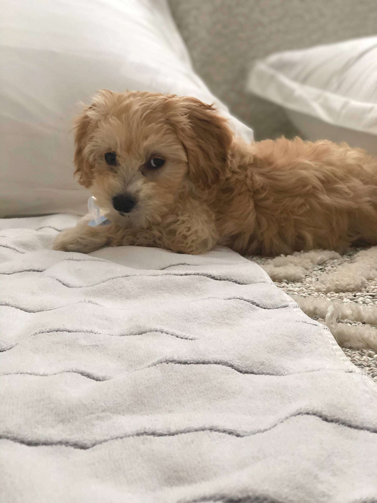 Jolie joined the competition — help win amazing prizes! canidae, carnivore, cavachon, cavapoo, cockapoo, companion_dog, dog, dog_breed, goldendoodle, havanese, lhasa_apso, maltepoo, mammal, morkie, norfolk_terrier, poodle_crossbreed, puppy, schnoodle, shih_tzu, vertebrate