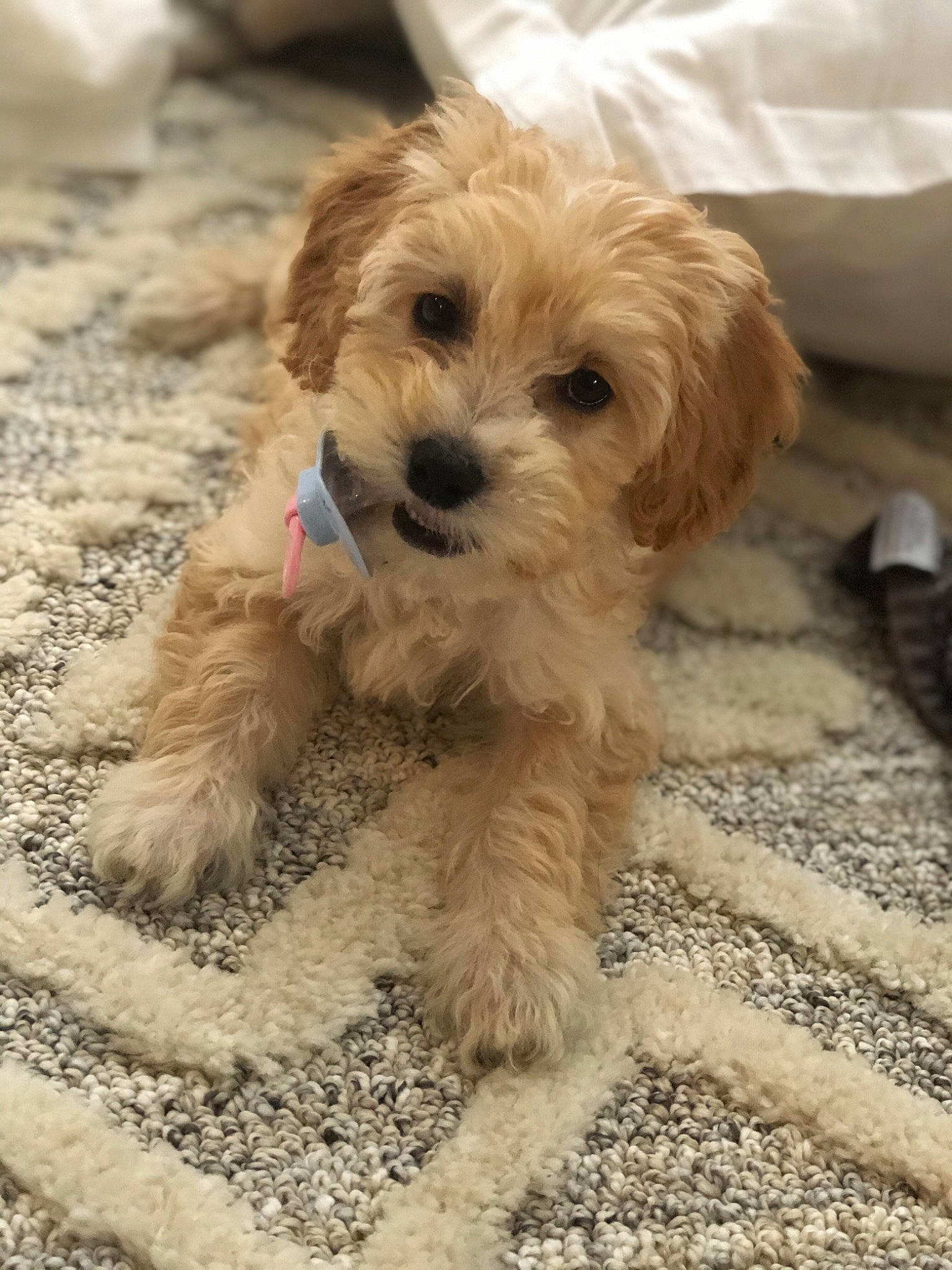 Jolie joined the competition — help win amazing prizes! canidae, carnivore, cavachon, cavapoo, cockapoo, companion_dog, dog, dog_breed, dutch_smoushond, havanese, maltepoo, mammal, morkie, poodle_crossbreed, puppy, schnoodle, shih_poo, sporting_lucas_terrier, vertebrate, yorkipoo