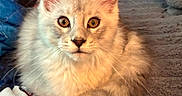 Leo is registered to the contest to win money with this photo: kitten, cat, fluffy, fur, ears, eyes, pet, animal, indoor, cozy, blanket, pillow, curious, soft_surface, cute, young, whiskers, relaxed, feline, domestic