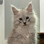 Leo is registered to the contest to win money with this photo: kitten, cat, maine_coon, fluffy, sitting, indoor, portrait, pet, animal, cute, feline, fur, whiskers, ears, eyes, young, domestic, screen_capture, social_media, post