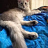 cat, fluffy, long_hair, blue_quilt, indoor, pet, relaxed, ears, whiskers, curious, feline, bed, fur, animal, resting, portrait, domestic_cat, light, window, cozy